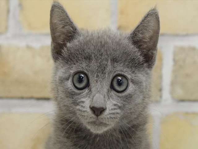 熊本県のロシアンブルー (ペッツワン熊本宇土店/2024年9月16日生まれ/女の子/ブルー)の子猫